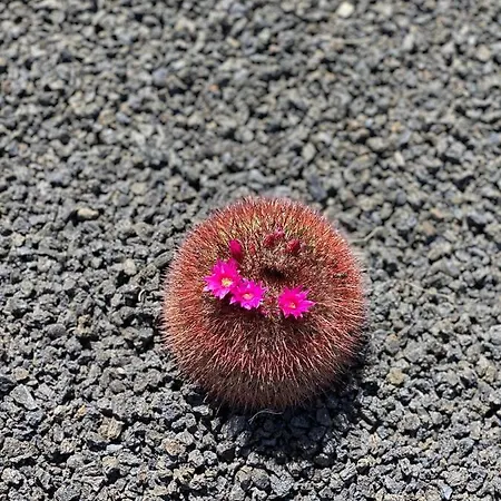 Casa Luna Lejlighed Puerto del Carmen (Lanzarote)