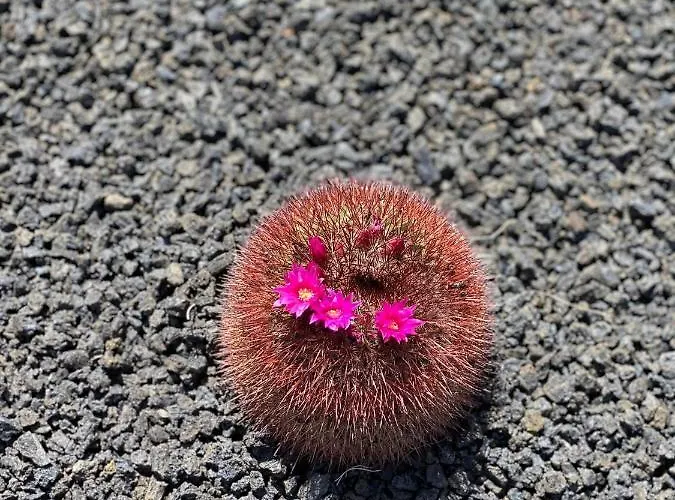 Casa Luna Apartment Puerto del Carmen (Lanzarote)